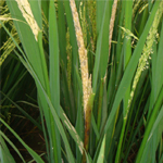 Panicle emerge as straight dirty coloured cylindrical rods as udbathi